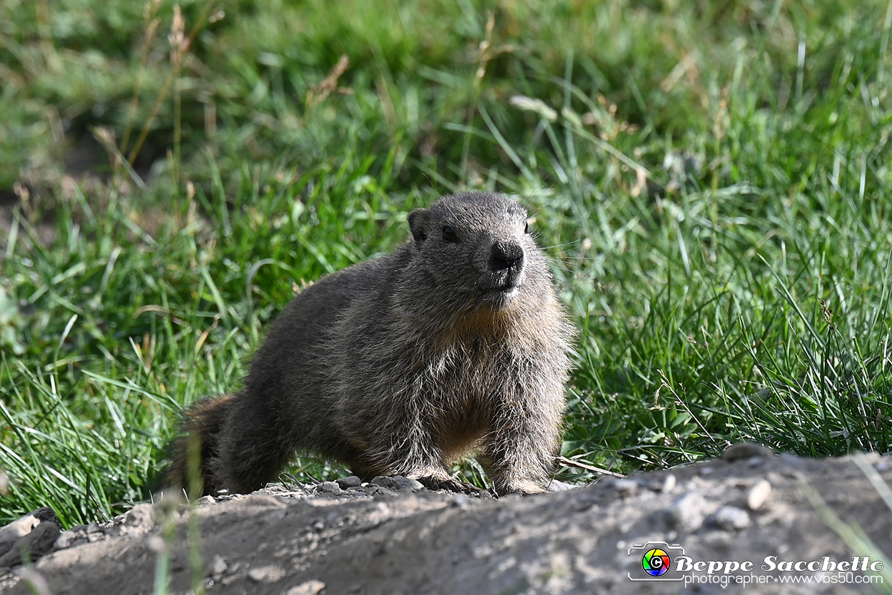 VBS_1 -  Plateau du Mont-Cenise, Grand Croix, Marmotte_-_0084 mt.jpg